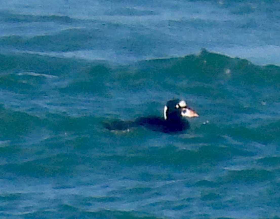 Surf Scoter - ML646157457