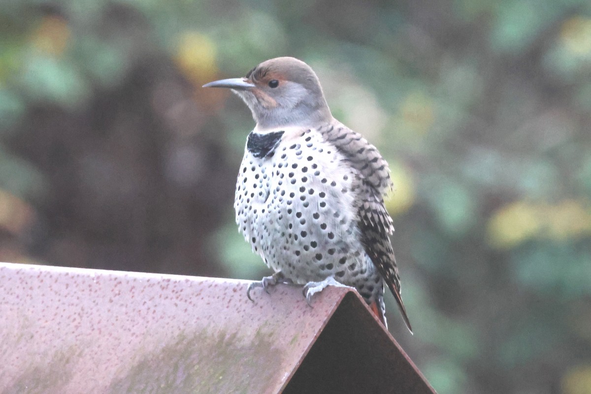 Northern Flicker - ML646157458