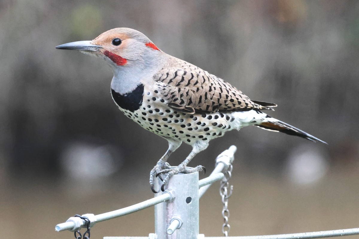 Northern Flicker - ML646157466