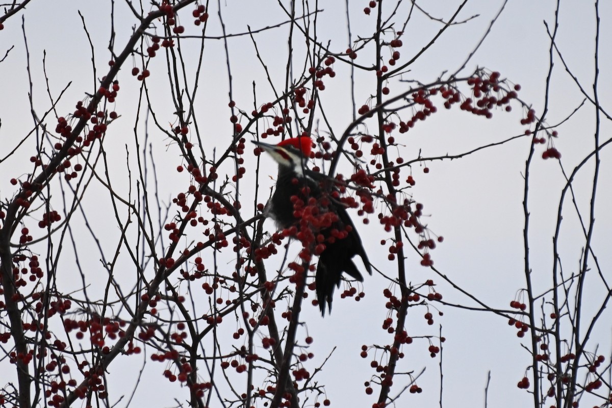 Pileated Woodpecker - ML646157468
