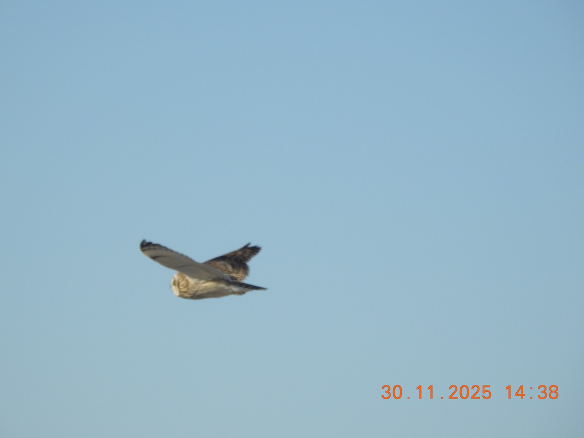 Short-eared Owl - ML646157472