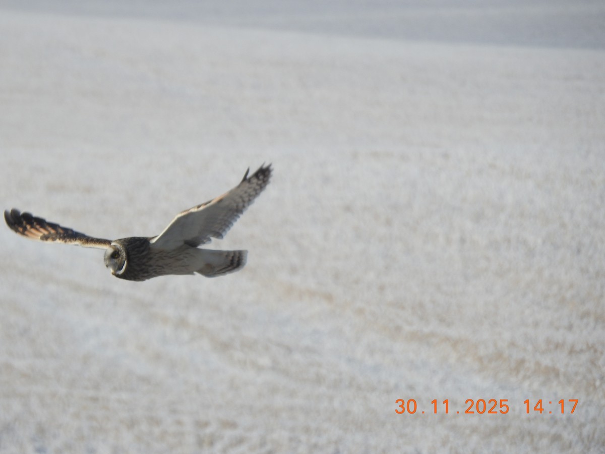 Short-eared Owl - ML646157473