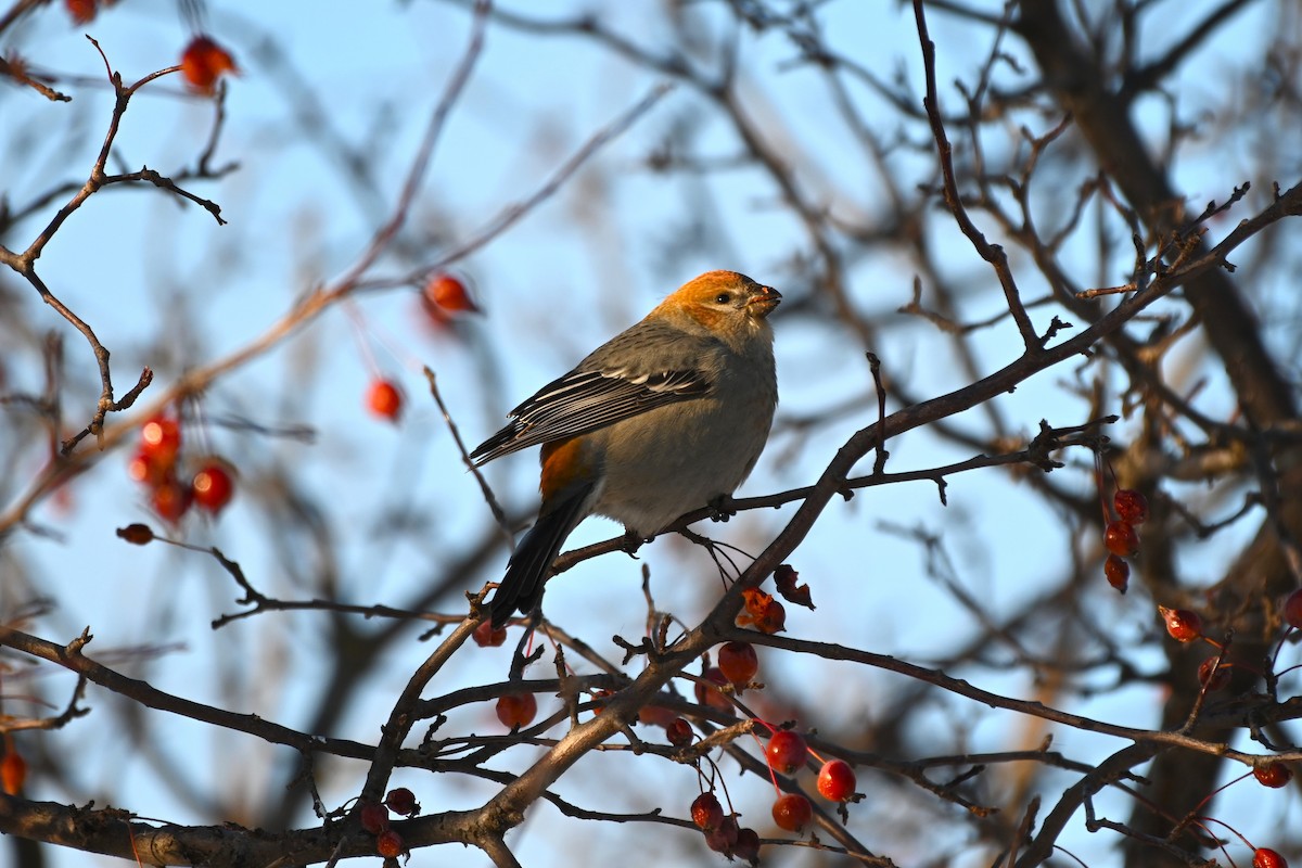 Tayga Çütresi - ML646157475