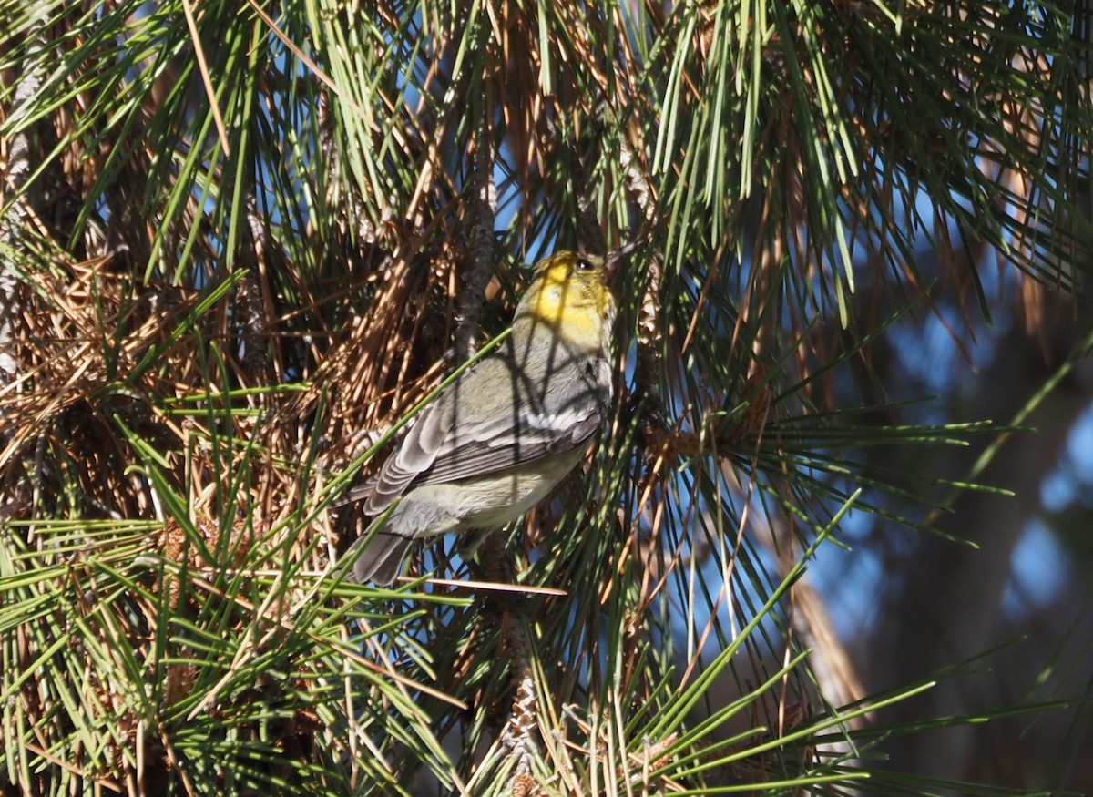 Paruline à tête jaune - ML646157476