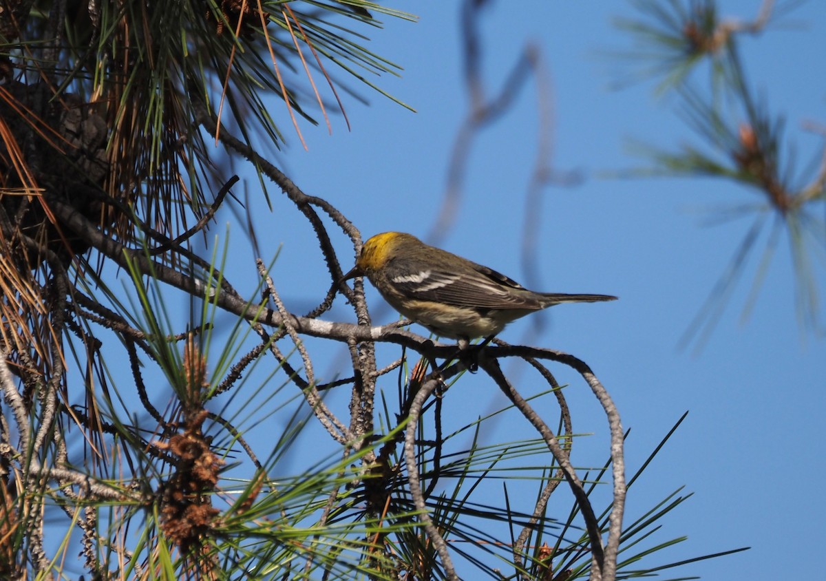 Paruline à tête jaune - ML646157477