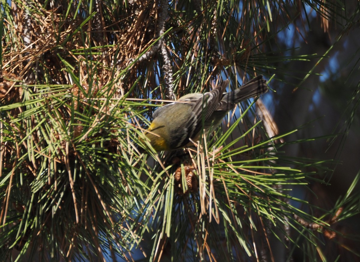Paruline à tête jaune - ML646157478