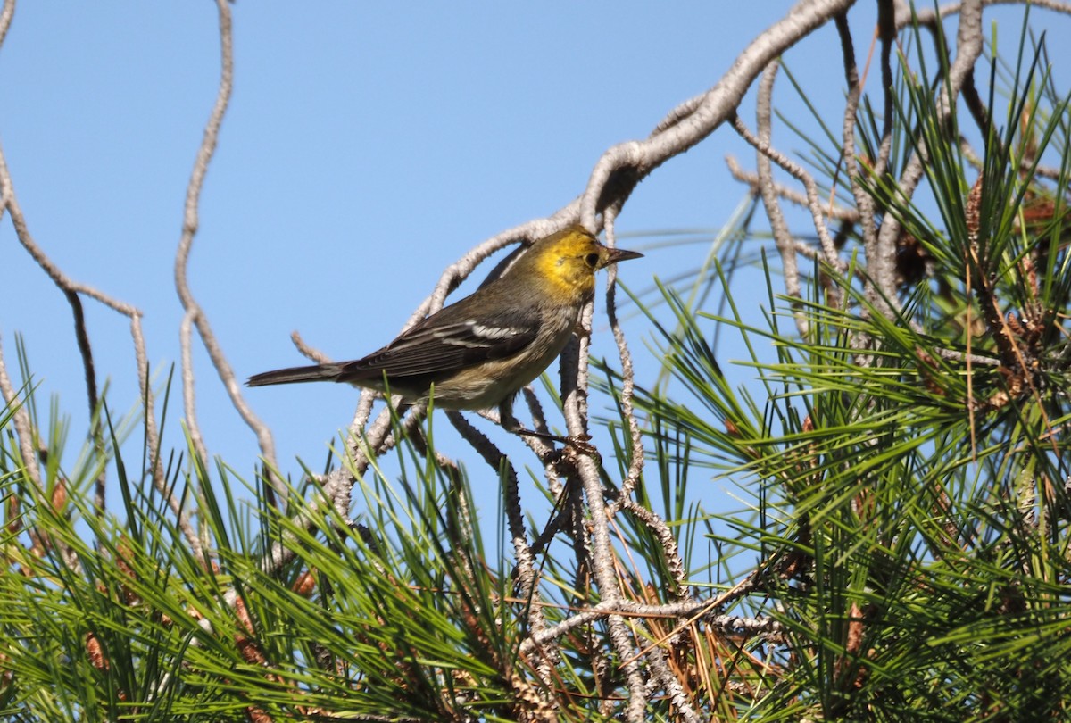 Paruline à tête jaune - ML646157479