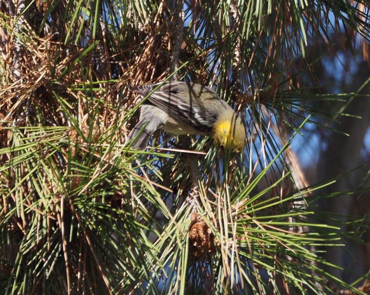 Paruline à tête jaune - ML646157480
