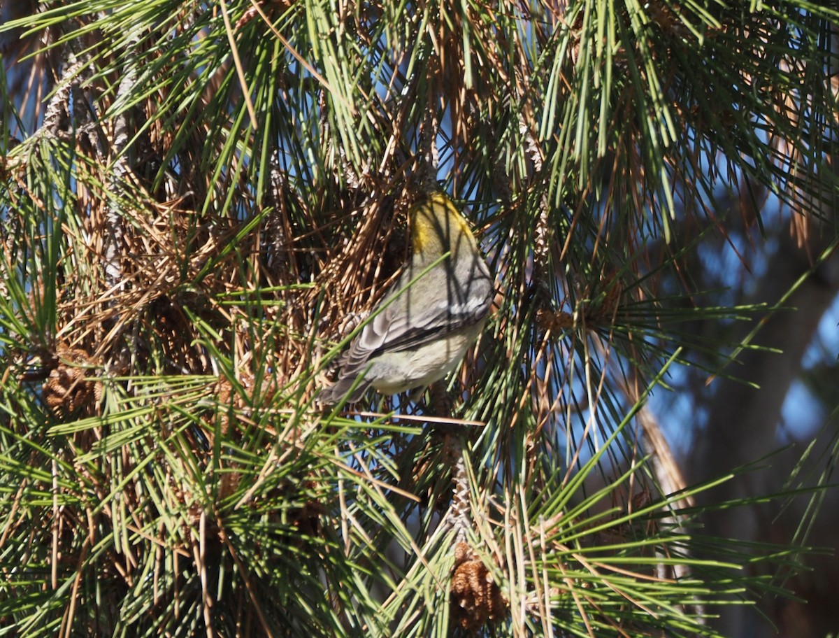 Paruline à tête jaune - ML646157481