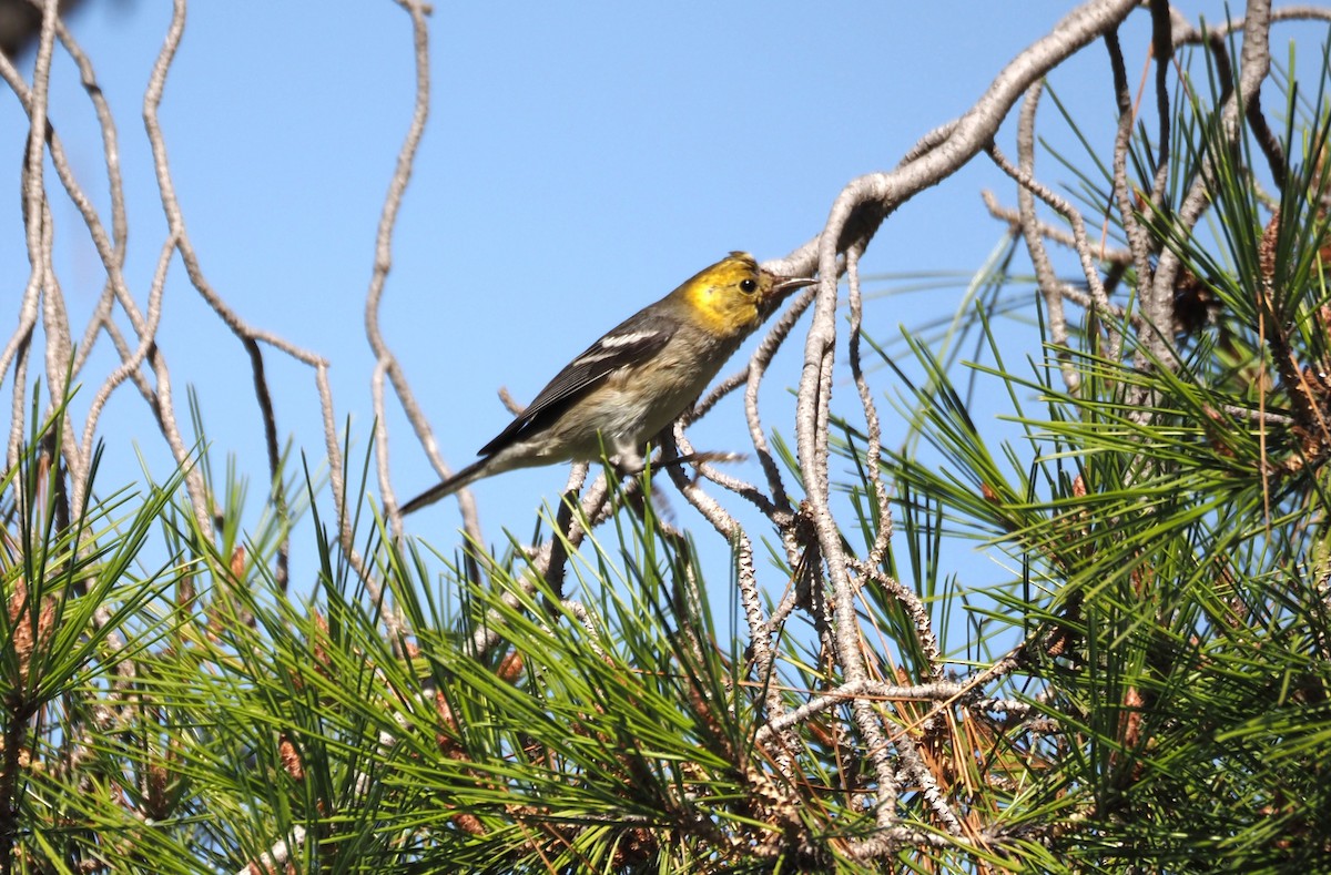 Paruline à tête jaune - ML646157482