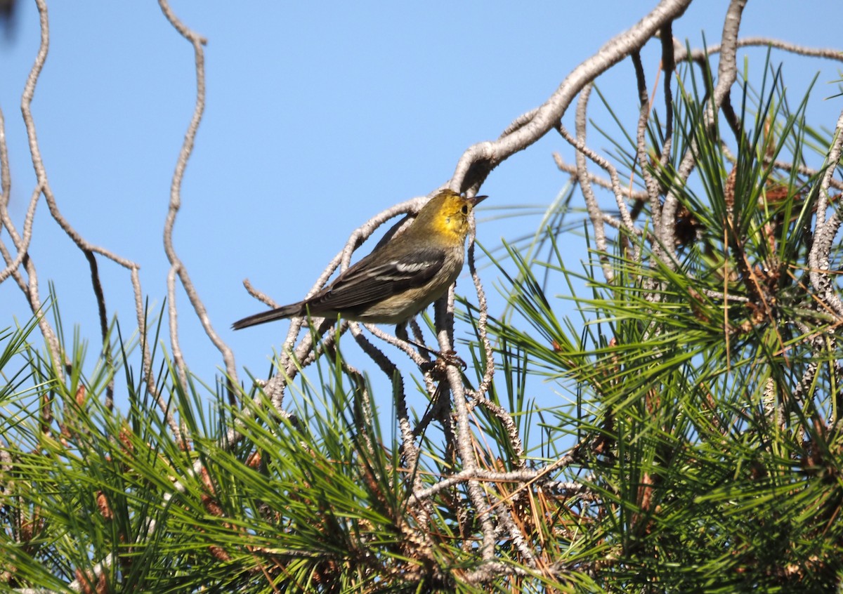 Paruline à tête jaune - ML646157483