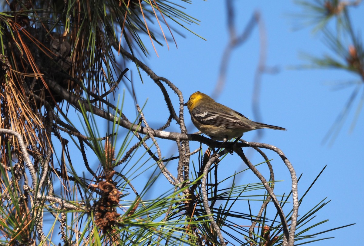 Paruline à tête jaune - ML646157484