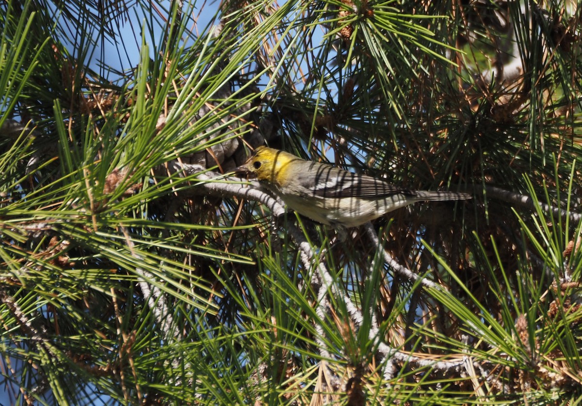 Paruline à tête jaune - ML646157485