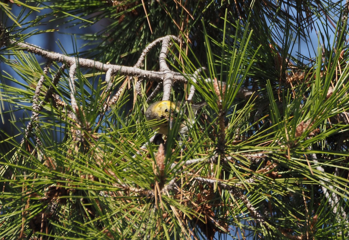Paruline à tête jaune - ML646157486