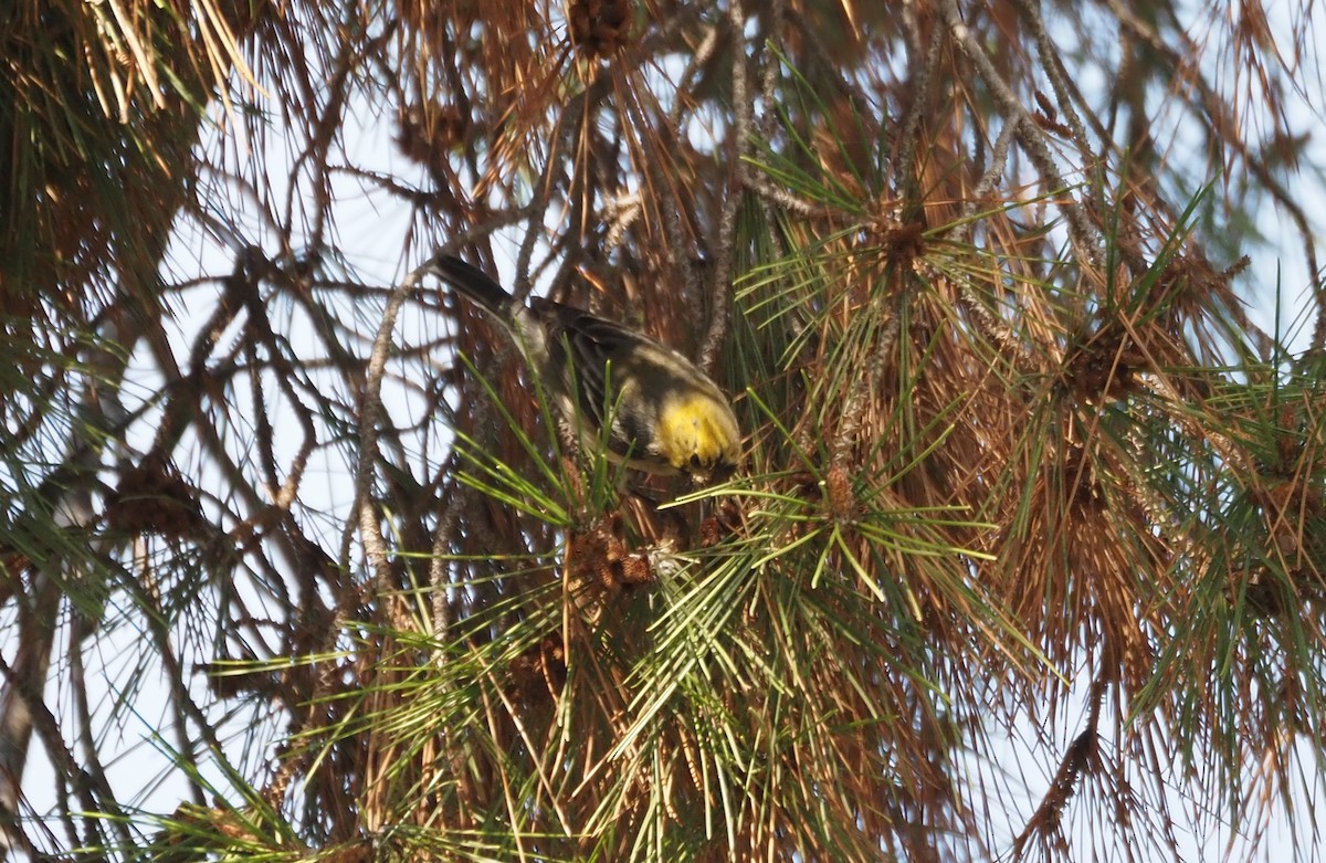 Paruline à tête jaune - ML646157487