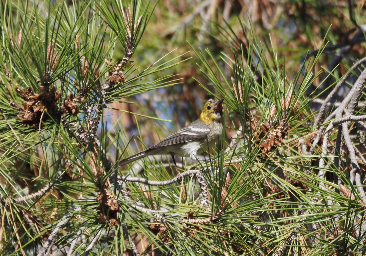 Paruline à tête jaune - ML646157488