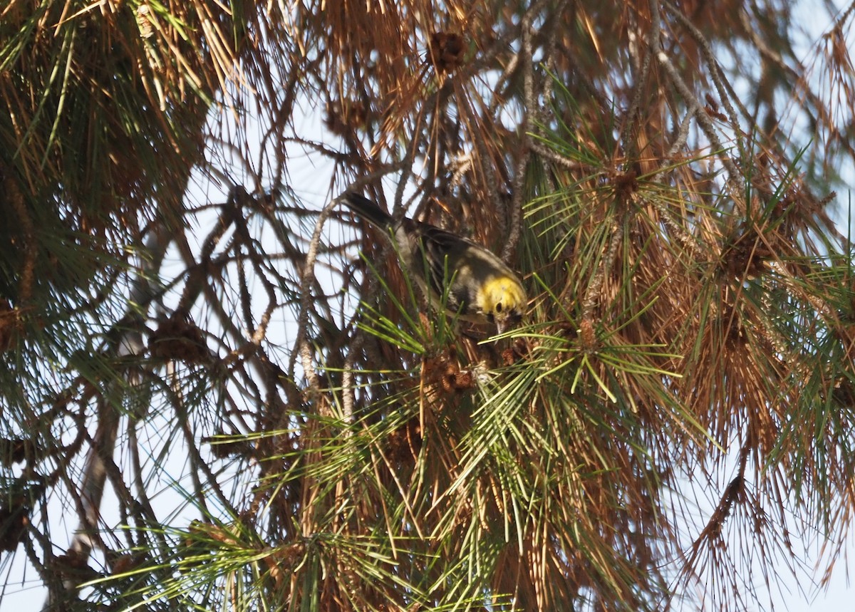 Paruline à tête jaune - ML646157489