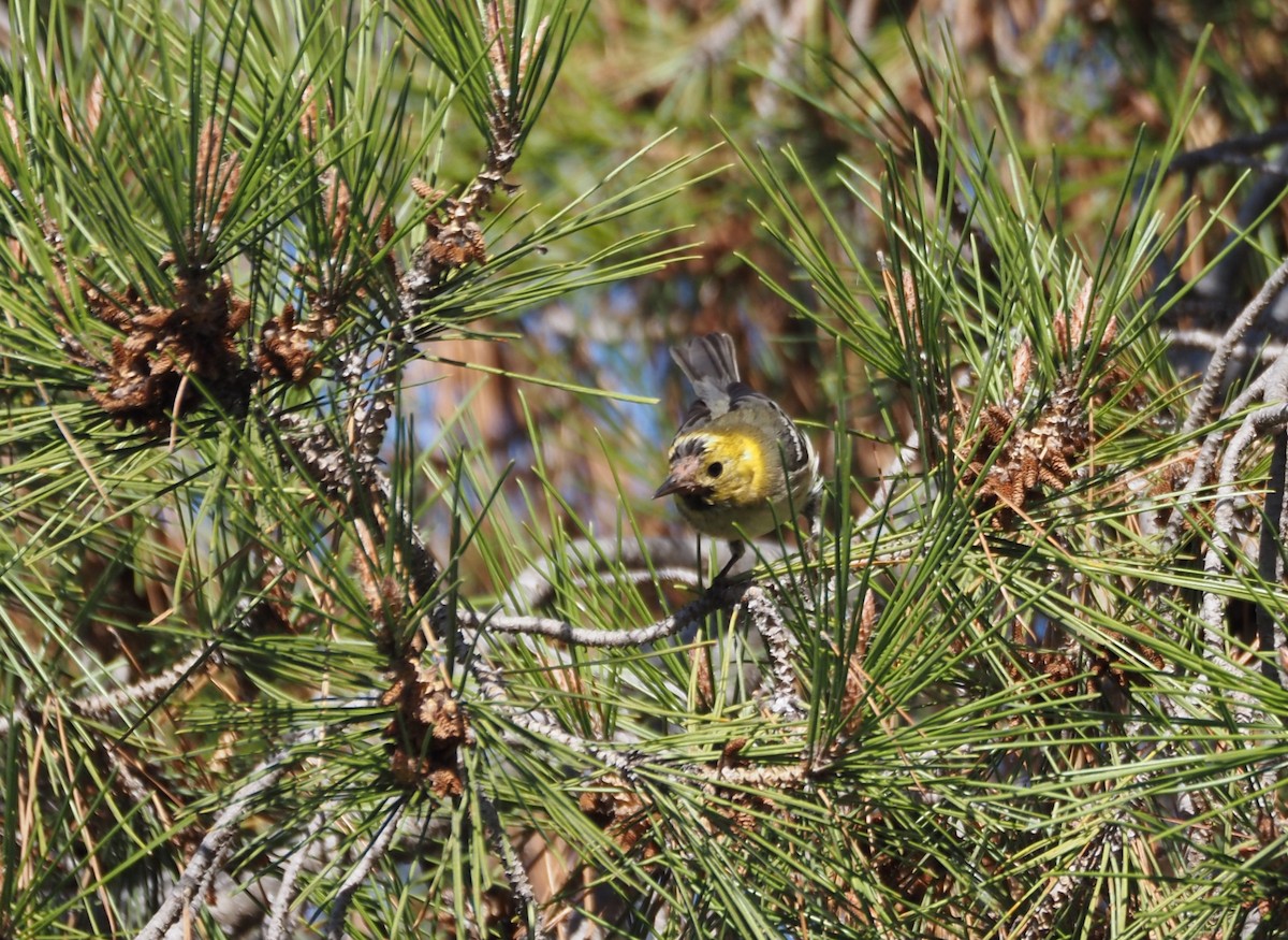 Paruline à tête jaune - ML646157490