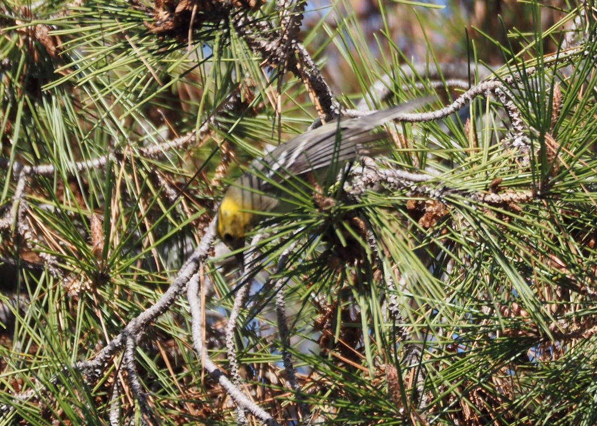 Paruline à tête jaune - ML646157491