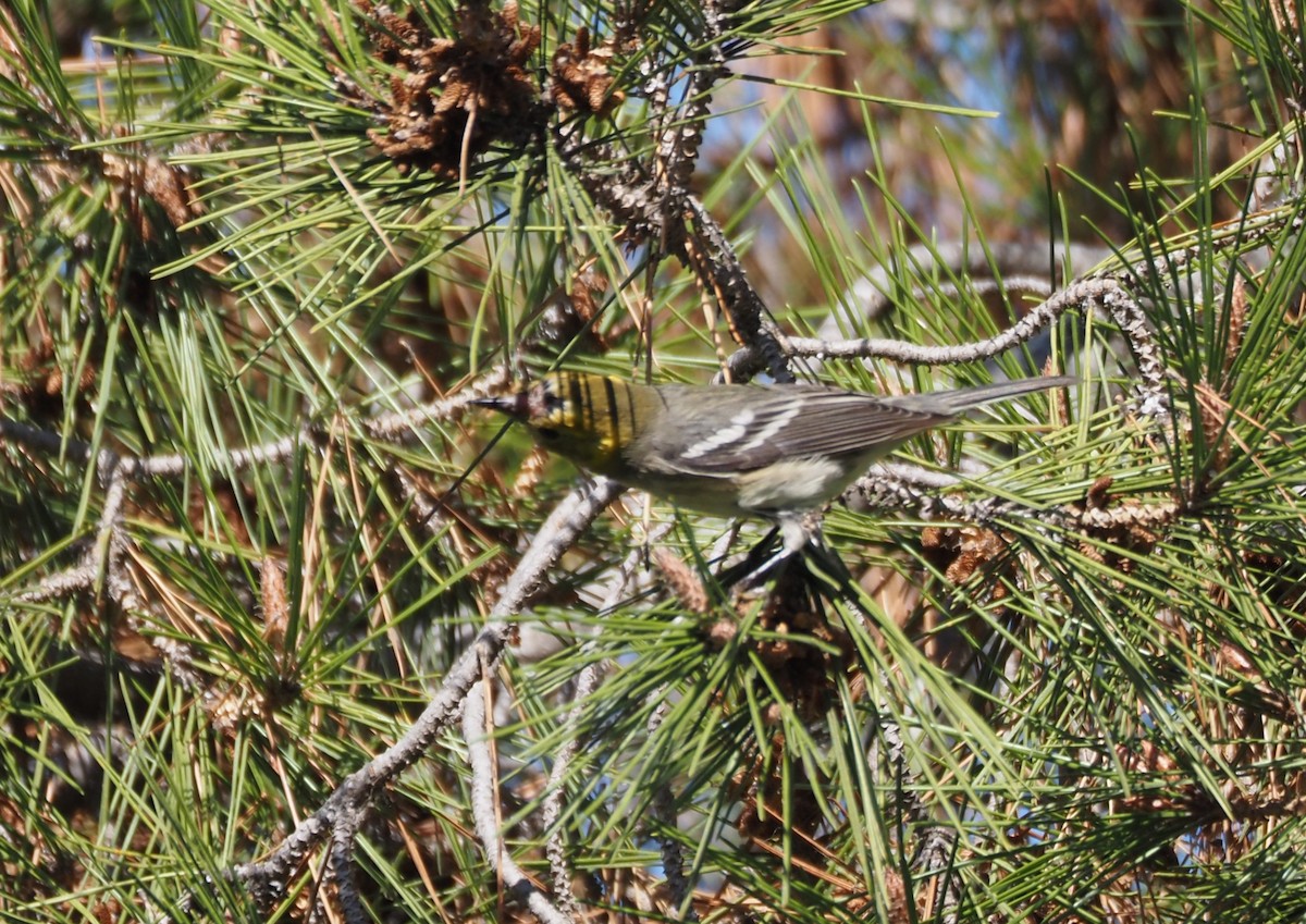Paruline à tête jaune - ML646157492