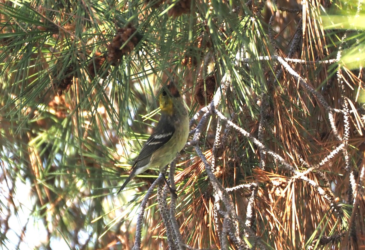 Paruline à tête jaune - ML646157493