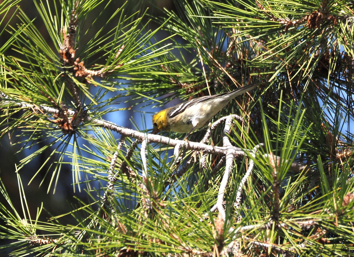 Paruline à tête jaune - ML646157494