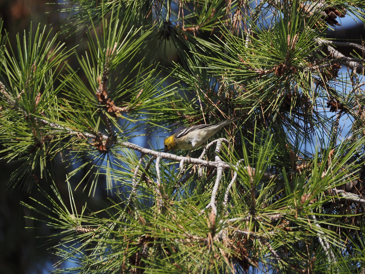 Paruline à tête jaune - ML646157495