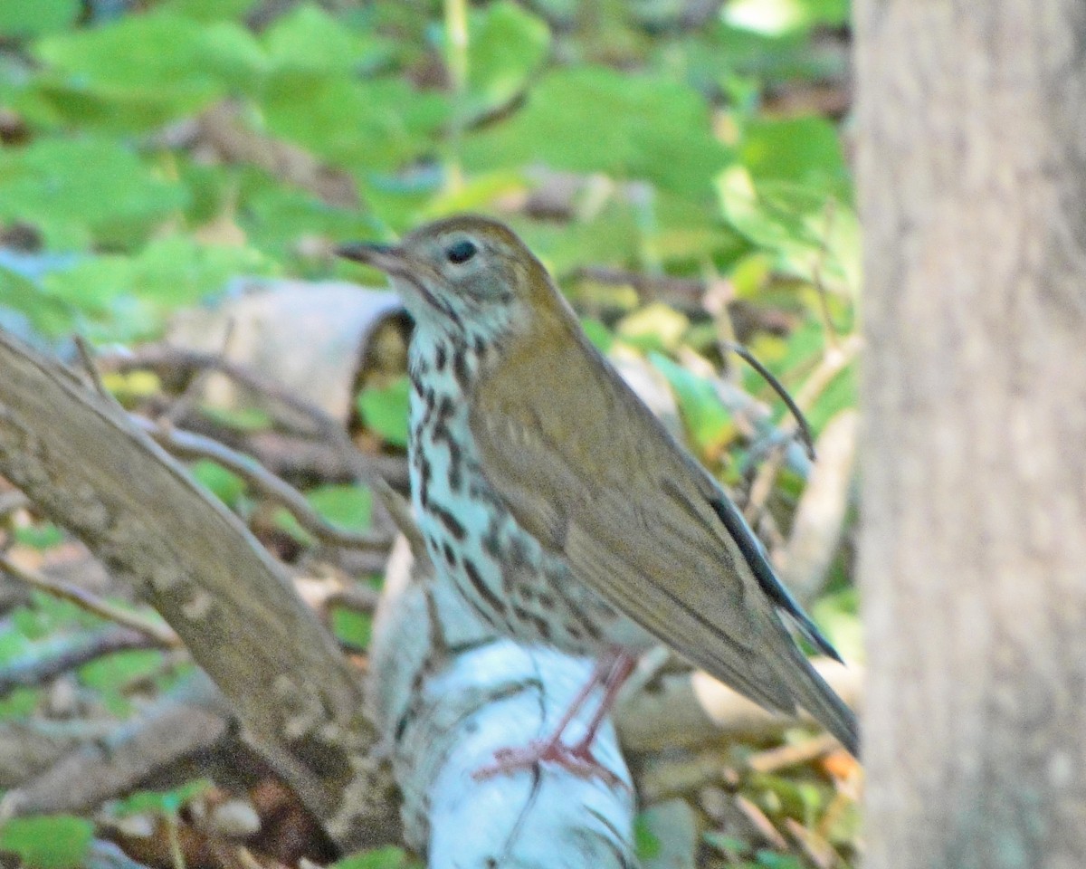 Wood Thrush - ML646157500