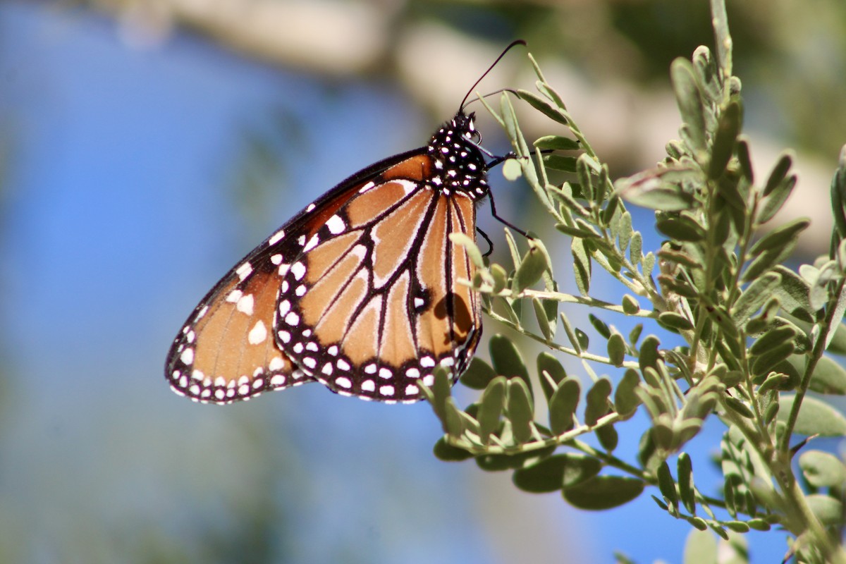 Animals - ML646157501