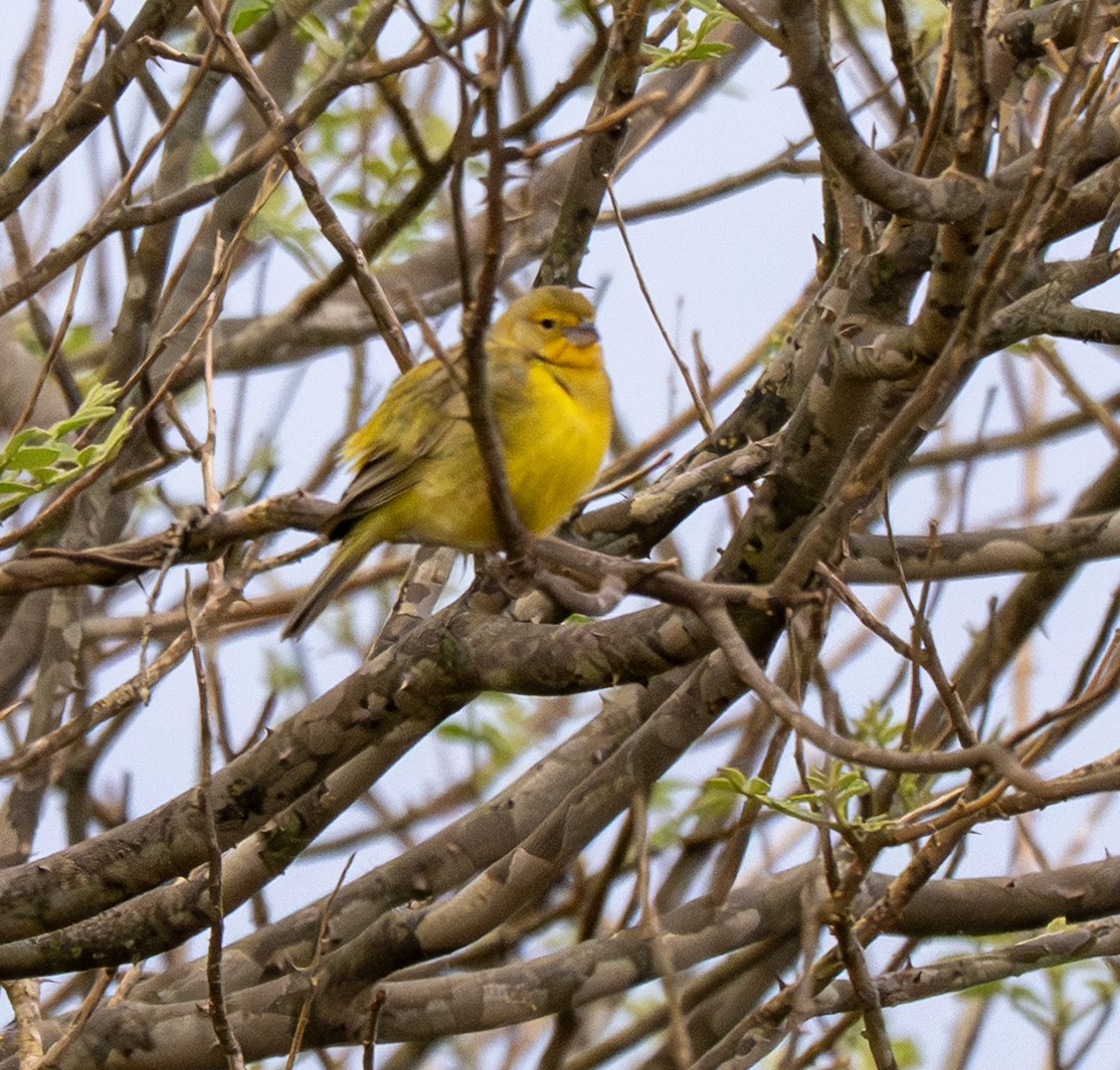 Kurzschnabel-Gilbtangare - ML646157507