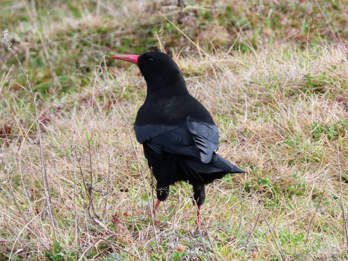 ベニハシガラス - ML646157515