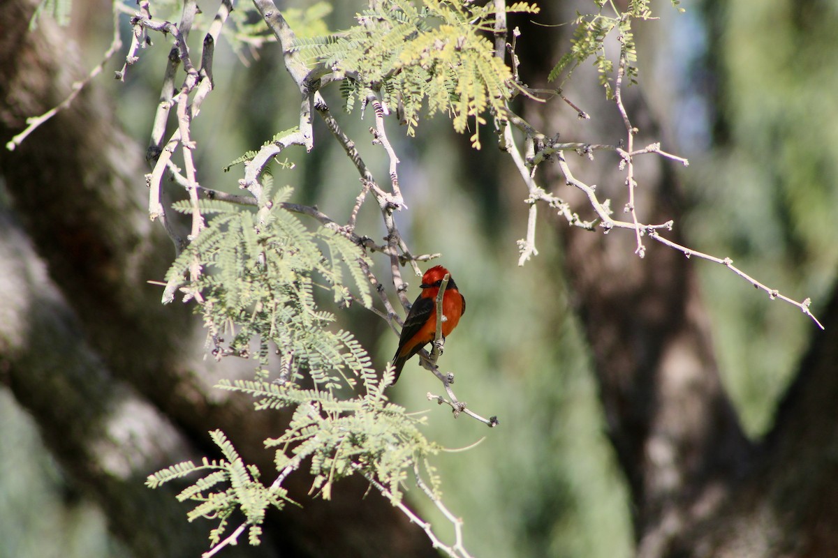 Vermilion Flycatcher - ML646157516