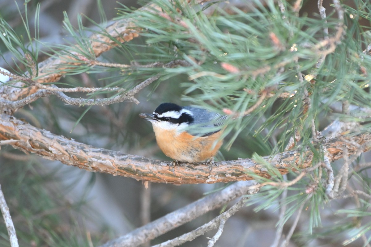Red-breasted Nuthatch - ML646157517