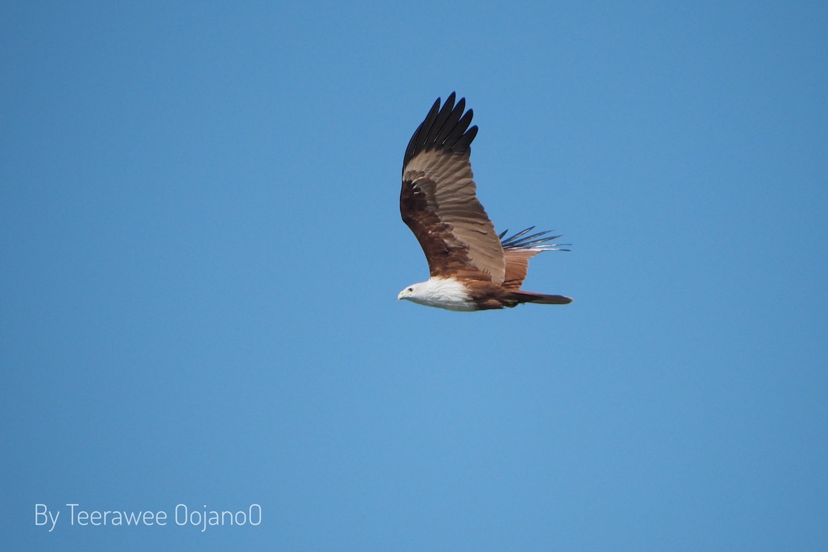 Brahminy Kite - ML646157531