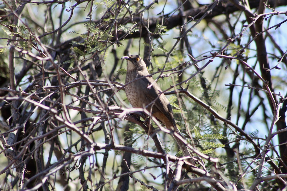 Curve-billed Thrasher - ML646157539