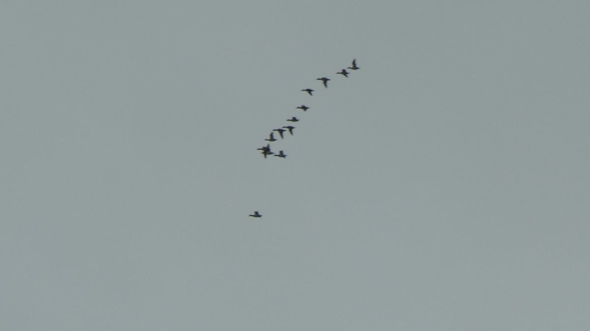 Fuligule à dos blanc - ML646157540