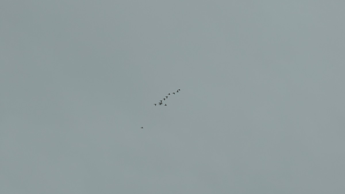 Fuligule à dos blanc - ML646157541