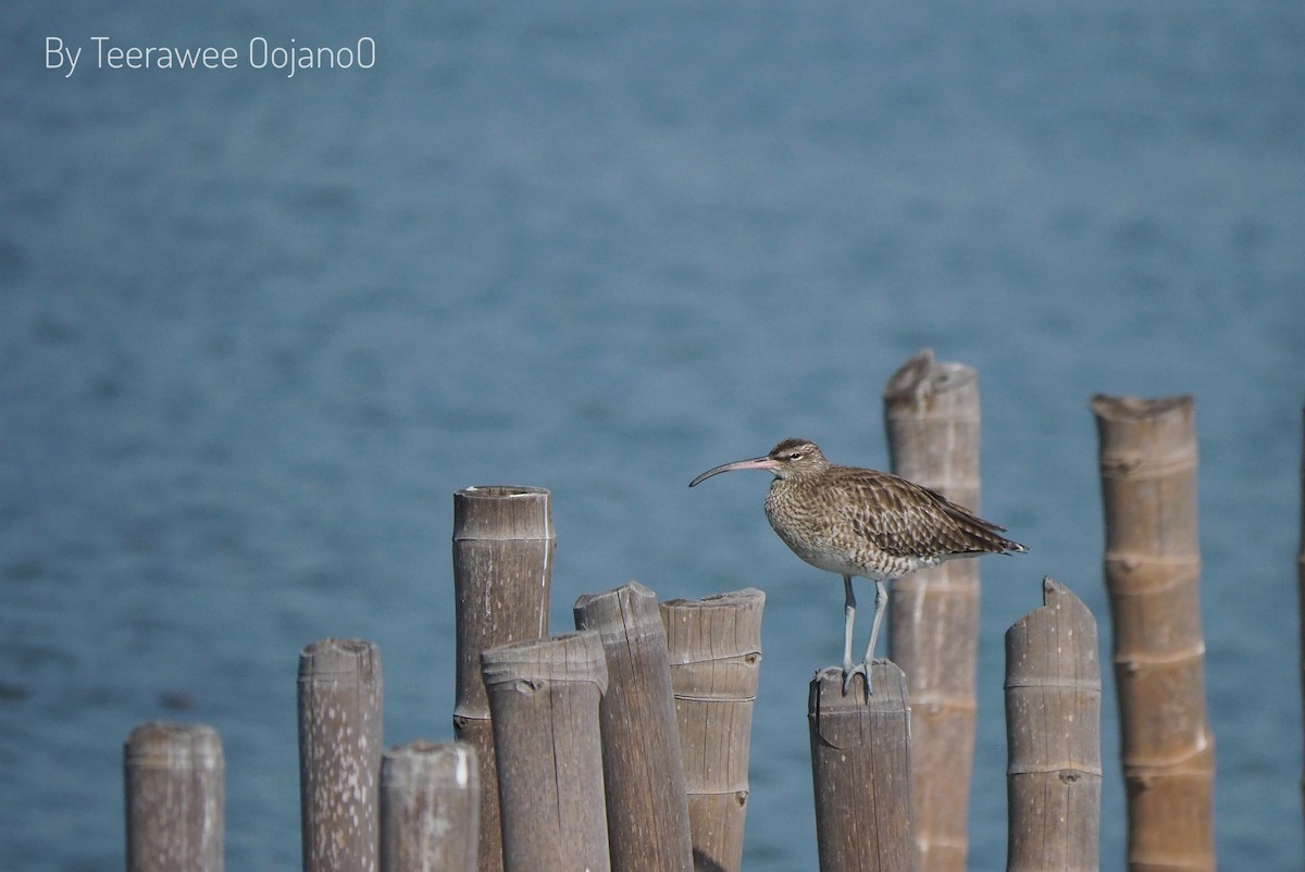 Eurasian Whimbrel - ML646157543