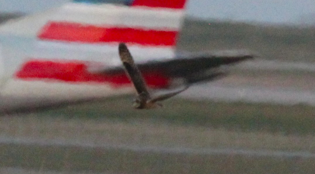 Short-eared Owl - ML646157546