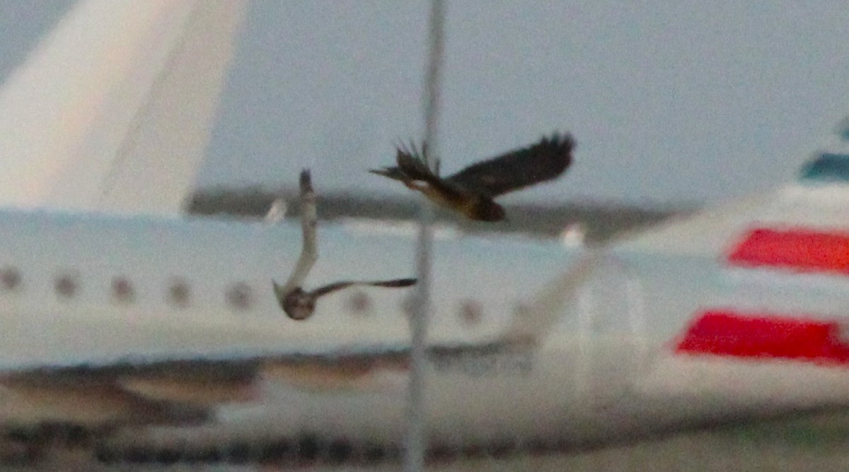 Short-eared Owl - ML646157547