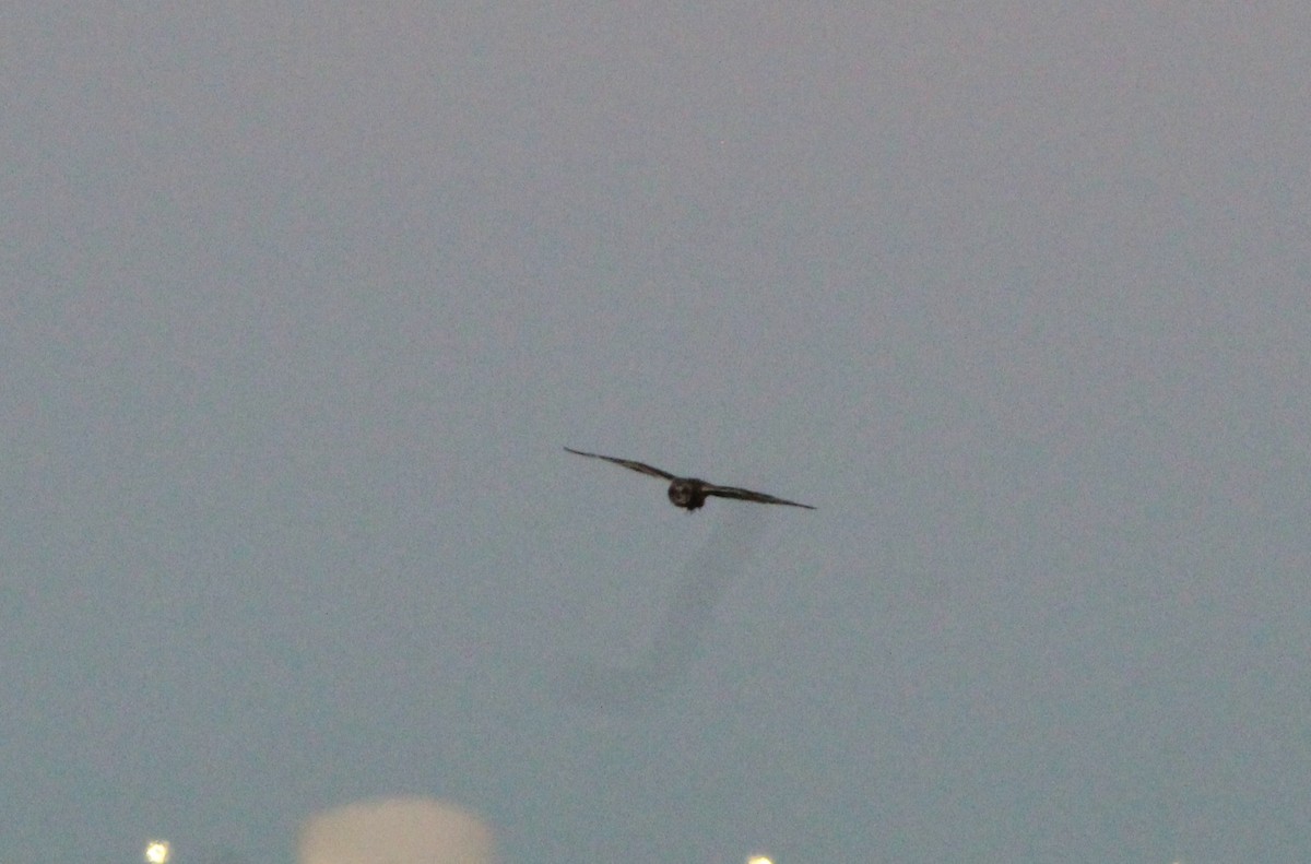 Short-eared Owl - ML646157548