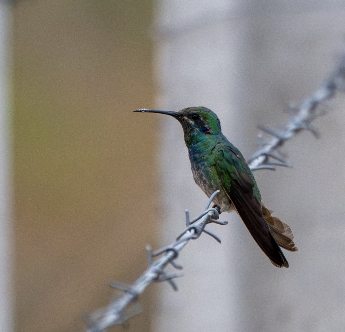 White-vented Violetear - ML646157549