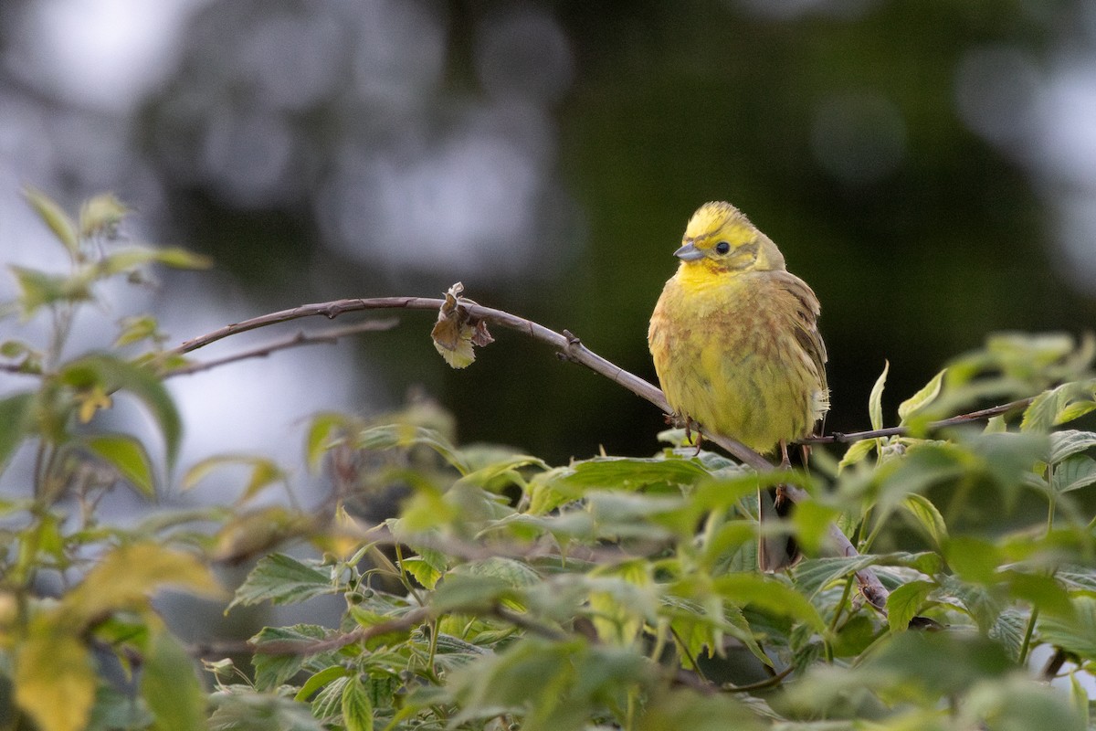 Yellowhammer - ML646157554