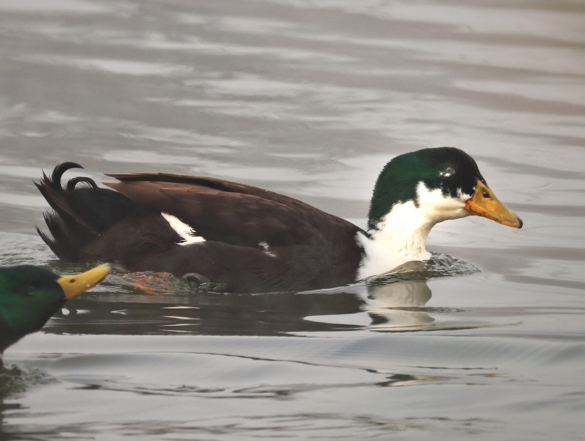 Mallard (Domestic type) - ML646157555