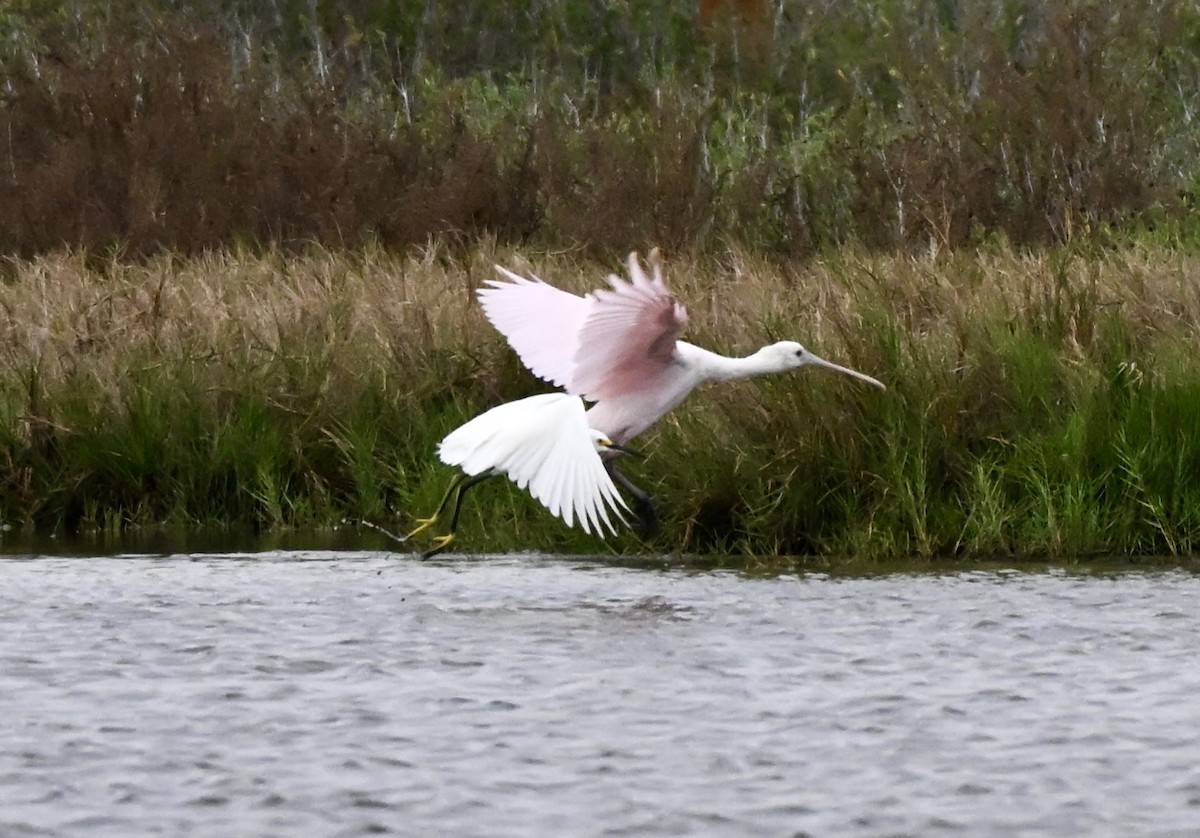Roseate Spoonbill - ML646157558