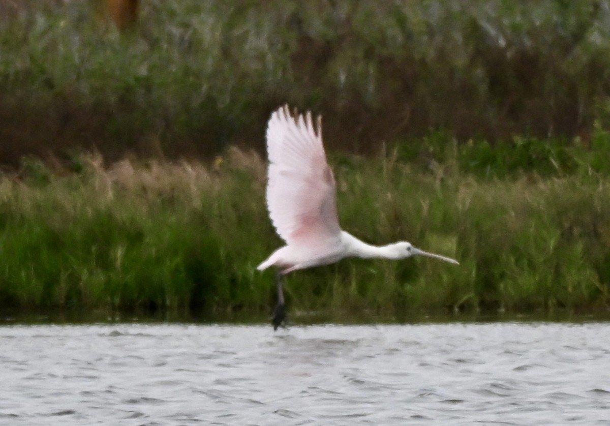 Roseate Spoonbill - ML646157559
