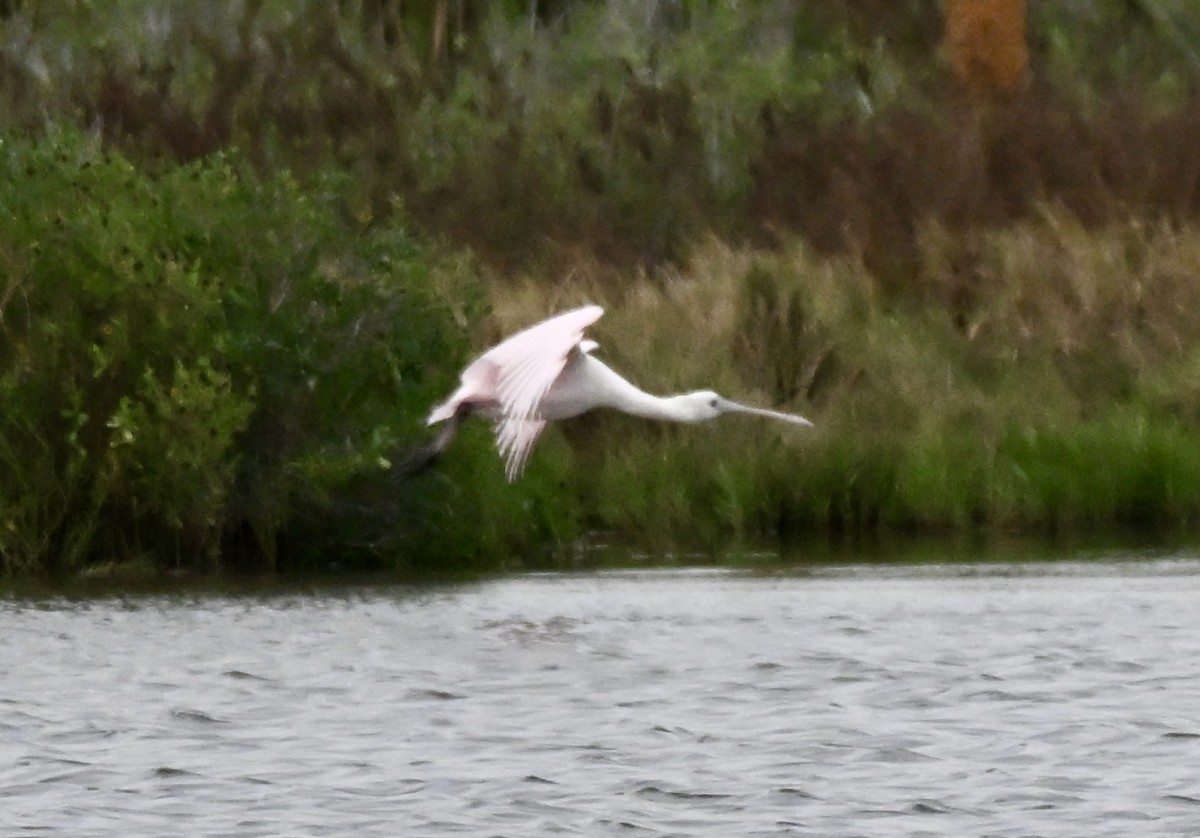 Roseate Spoonbill - ML646157560