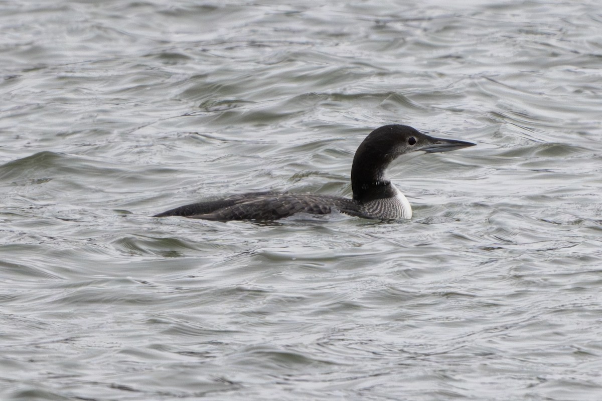 Plongeon huard - ML646157562