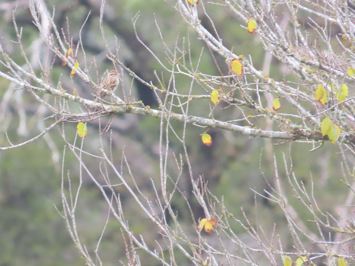 Chipping Sparrow - ML646157569