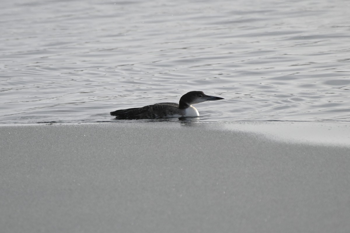 Common Loon - ML646157570